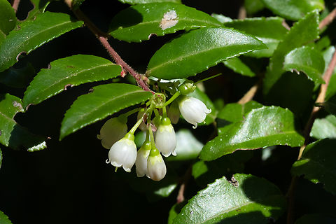 evergreen huckleberry  Geotagged,Spring,United States,Vaccinium ovatum