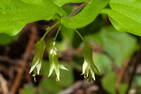 Hooker's fairy bells hosting some large aphids Geotagged,Prosartes hookeri,Spring,United States