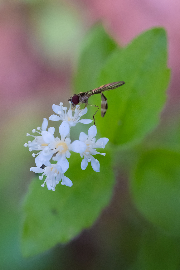 common Whipplea with a little hoverfly  Geotagged,Spring,United States,Whipplea,Whipplea modesta