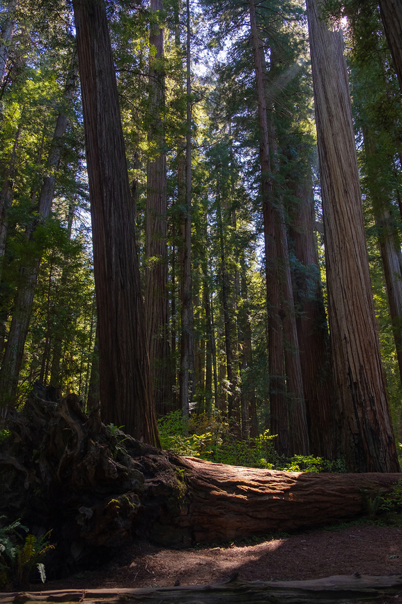 Coastal redwoods  Coastal Redwood,Geotagged,Sequoia sempervirens,Spring,United States