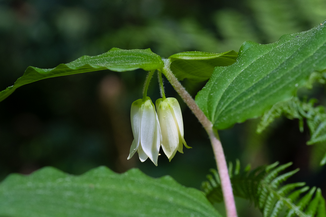 Smith's fairybells  Geotagged,Prosartes smithii,Spring,United States