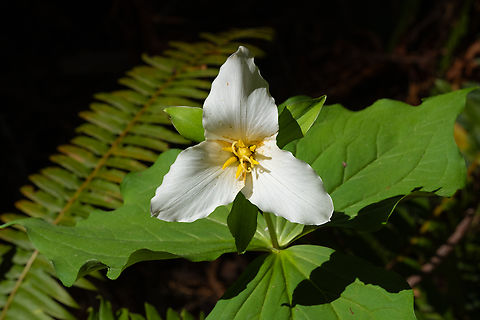 Pacific Trillium  Geotagged,Spring,Trillium ovatum,United States