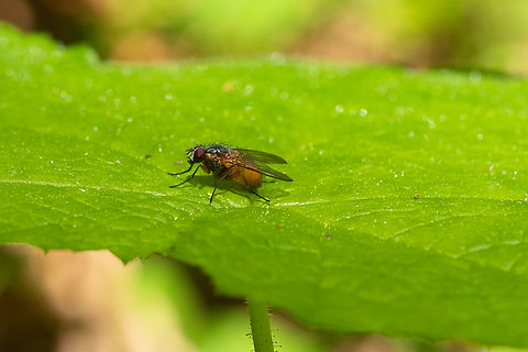fat and hairy fly with a yellow abdomen  Geotagged,Spring,United States