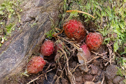gnome plant  Geotagged,Gnome plant,Hemitomes congestum,Spring,United States
