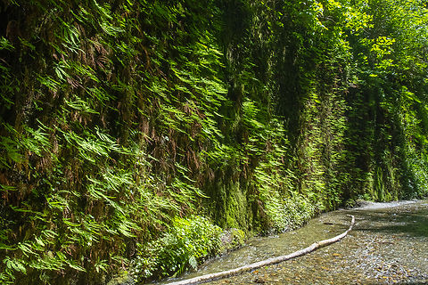 Fern Canyon - Redwood National Park  Adiantum aleuticum,Geotagged,Spring,United States,Western maidenhair fern