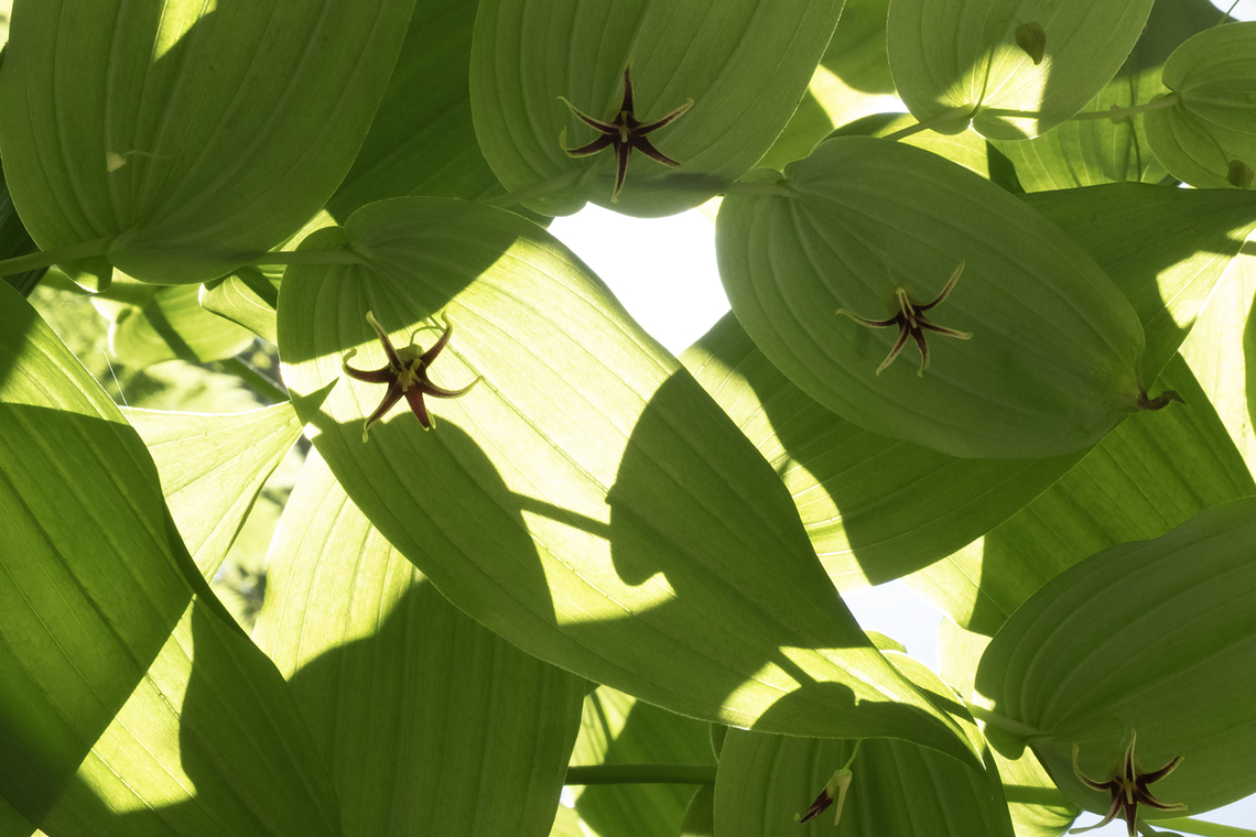 clasping twisted stalk  Clasping twisted stalk,Geotagged,Spring,Streptopus amplexifolius,United States