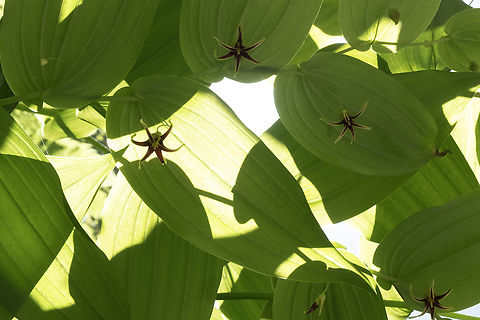clasping twisted stalk  Clasping twisted stalk,Geotagged,Spring,Streptopus amplexifolius,United States