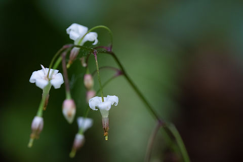 redwood inside-out flower  Geotagged,Spring,United States,Vancouveria planipetala