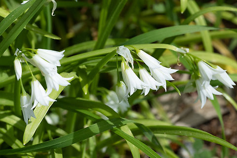 three-cornered leek  Allium triquetrum,Geotagged,Spring,Three-cornered leek,United States