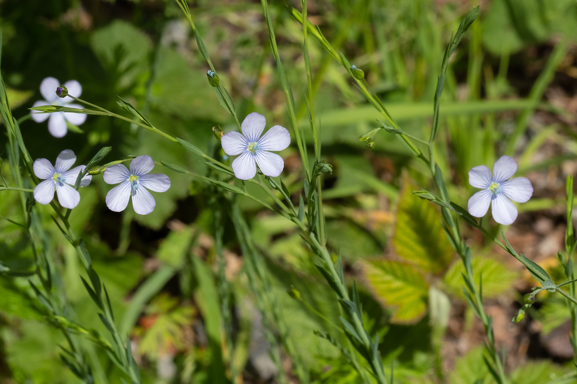 pale flax  Geotagged,Linum bienne,Pale Flax,Spring,United States