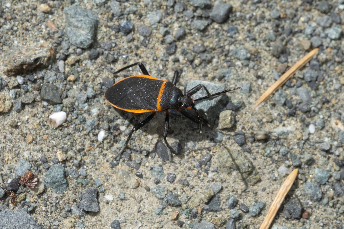 Largus cinctus  Geotagged,Largus cinctus,Spring,United States