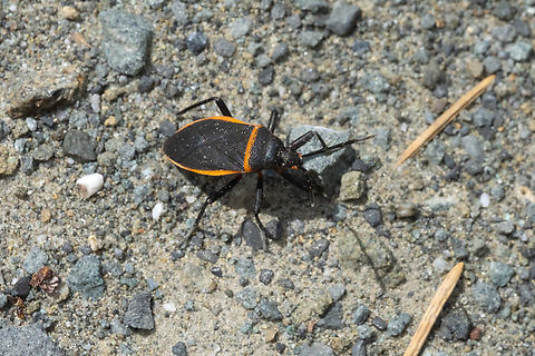 Largus cinctus  Geotagged,Largus cinctus,Spring,United States