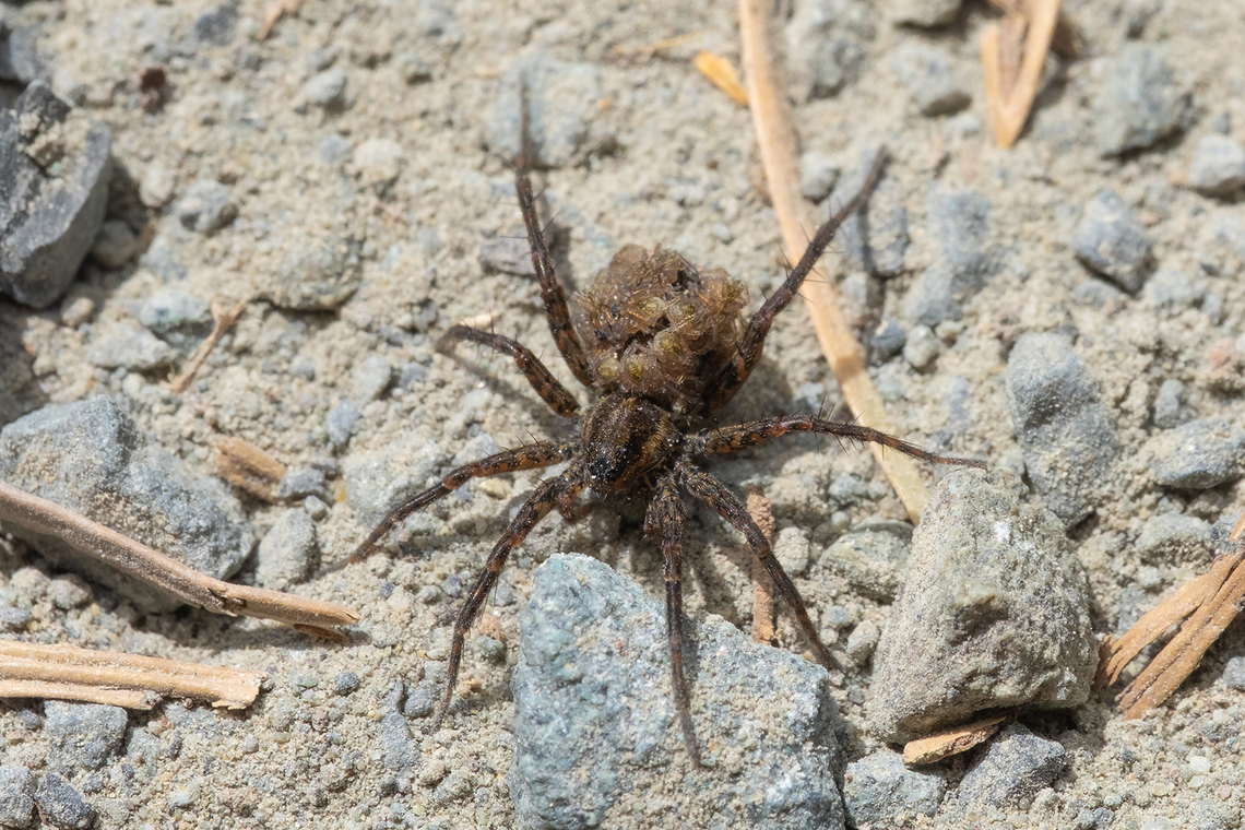 Mama wolf spider with a back full of babies  Geotagged,Spring,United States