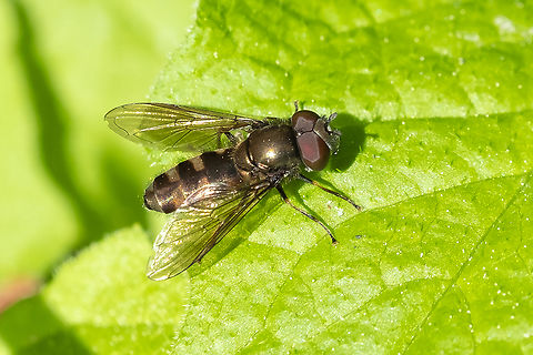 sedge sitter  Geotagged,Greater Punctate Sedgesitter,Platycheirus stegnus,Spring,United States
