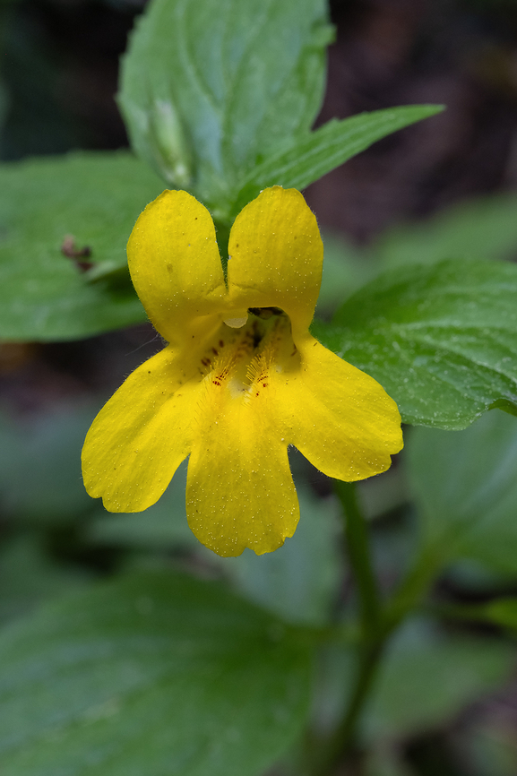 Coastal Monkeyflower  Erythranthe dentata,Geotagged,Spring,United States