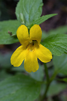Coastal Monkeyflower Erythranthe dentata,Geotagged,Spring,United States