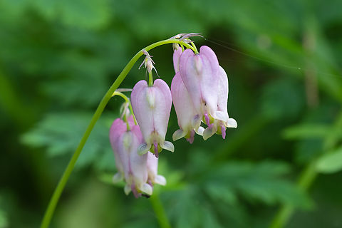 western bleeding heart  Dicentra formosa,Geotagged,Spring,United States