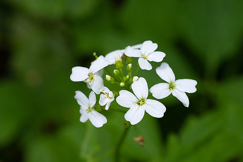 Pennycress introduced species Geotagged,Noccaea perfoliata,Spring,Thoroughwort Pennycress,United States