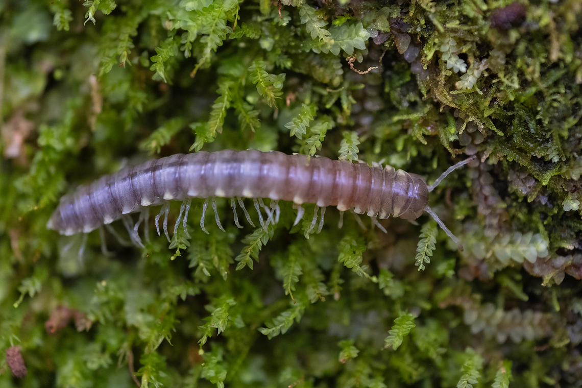 Recently molted night train millipede it&#039;s color will darken up as it hardens up Geotagged,Harpaphe haydeniana,Spring,United States