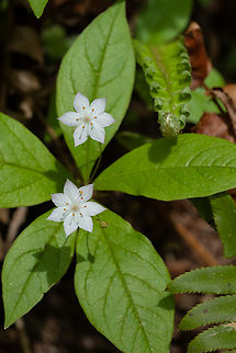 Pacific starflower  Geotagged,Lysimachia latifolia,Spring,United States
