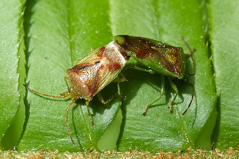 red-cross shield bugs  Elasmostethus cruciatus,Geotagged,Spring,United States