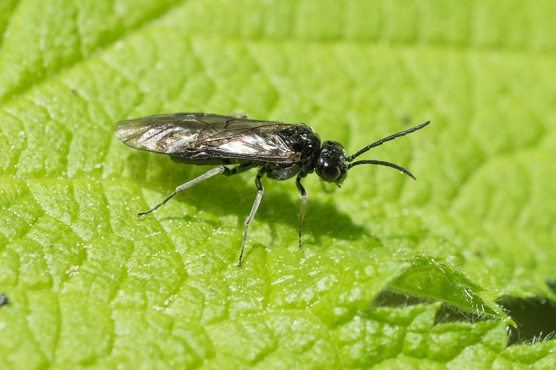 tiny sawfly  Geotagged,Spring,United States