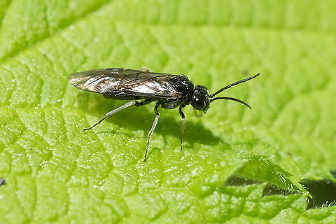 tiny sawfly  Geotagged,Spring,United States