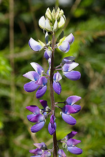 riverbank lupine  Geotagged,Lupinus rivularis,Riverbank lupine,Spring,United States