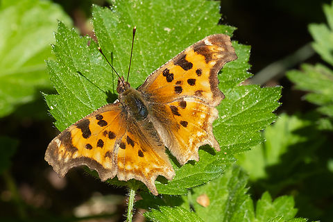 satyr comma  Geotagged,Polygonia satyrus,Satyr Comma,Spring,United States