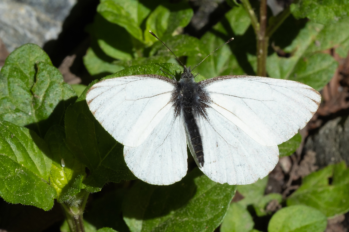margined white  Geotagged,Margined white,Pieris marginalis,Spring,United States