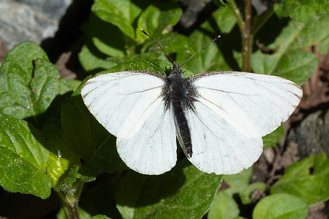 margined white  Geotagged,Margined white,Pieris marginalis,Spring,United States