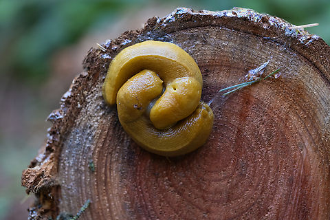 Pacific banana slugs cue the music.. weird fact, banana slugs are true hermaphrodites, so both of them will leave this assignation fertilized. Fun fact - there's a lot of them in the Redwoods... the ranger station had a tally board and one person had just set a new record for most reported sightings in a day (they were an employee and had gone out on a day off just to count slugs..) with almost 300 - I believe it was either 276 or 278 that they'd seen. I'd only counted 27 myself. Ariolimax Columbianus,Geotagged,Pacific banana slug,Spring,United States