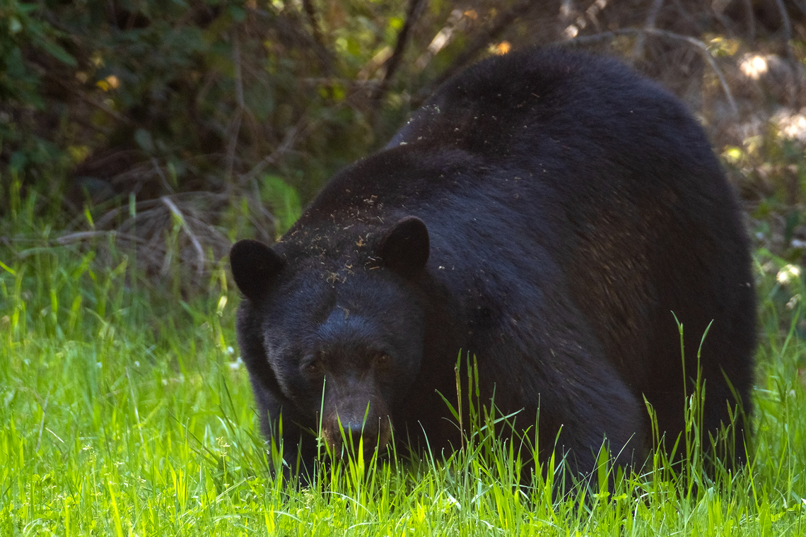 Big boy We didn&#039;t see a single bear at Yellowstone - but at the Redwoods - heck yeah. And what a big, healthy looking boy he is. He was munching grass in a clearing by a forest service road. He had zero interest in us at all and just munched away while we sat (safely in our car) and watched a while.  American black bear,Geotagged,Spring,United States,Ursus americanus
