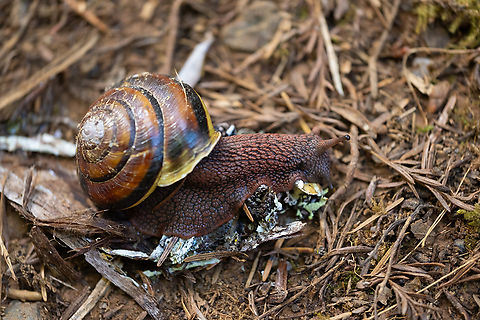 Pacific sideband snail rather prolific along this trail Geotagged,Monadenia fidelis,Pacific sideband,Spring,United States
