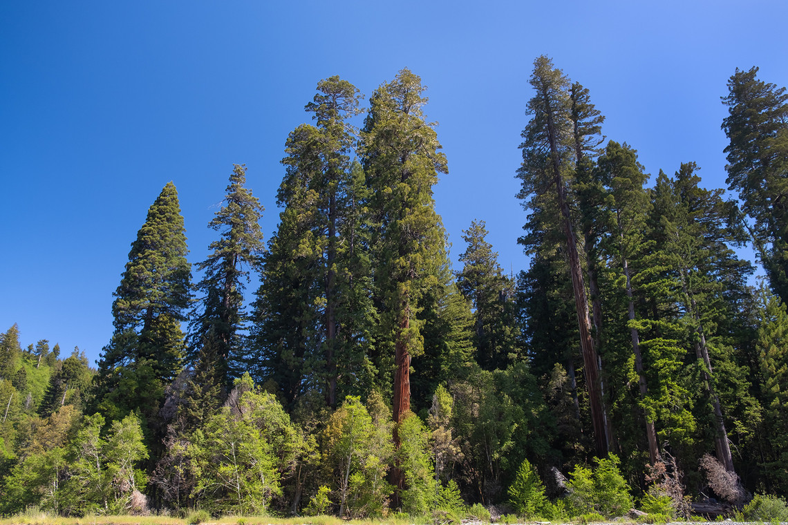 Tall trees grove The officially recognized tallest tree in the world, Hyperion, isn&#039;t in this grove - it is nearby BUT it&#039;s off limits at this time because of damage caused by tourists.... and there&#039;s a $5,000 fine for going into the area where it grows. There are certainly tall trees here though - Nugget (yes, they have names) is the 3rd tallest tree in the world and was for a time the official record holder until knocked from it&#039;s pedestal by Hyperion and Helios. <br />
<br />
Hyperion is 380.81 feet tall, Helios is 377.13 feet tall, Nugget (or NGT, National Geographic Tree) is 373.49 feet tall<br />
<br />
Nugget is in the center of the grove, so probably isn&#039;t visible in this photo. The tip of Howard Libby, 362.8 feet tall, probably is, though behind the unnamed tree that is dead center. <br />
<br />
The vastness of these trees is actually hard to appreciate when you are not looking at them in person... but those riverbank trees in the foreground that look like bushes are full sized trees.<br />
 Coastal Redwood,Geotagged,Sequoia sempervirens,Spring,United States