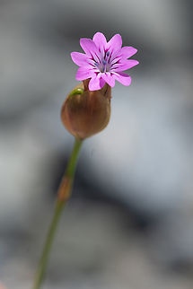 Hairy Pink introduced Geotagged,Petrorhagia dubia,Spring,United States