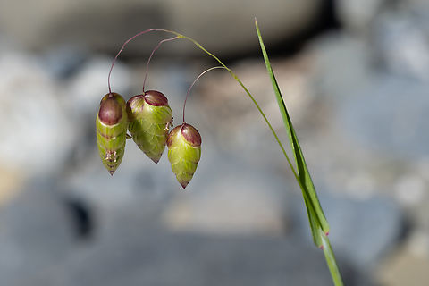 greater quaking grass very pretty.. but also invasive Briza maxima,Geotagged,Greater Quaking Grass,Spring,United States