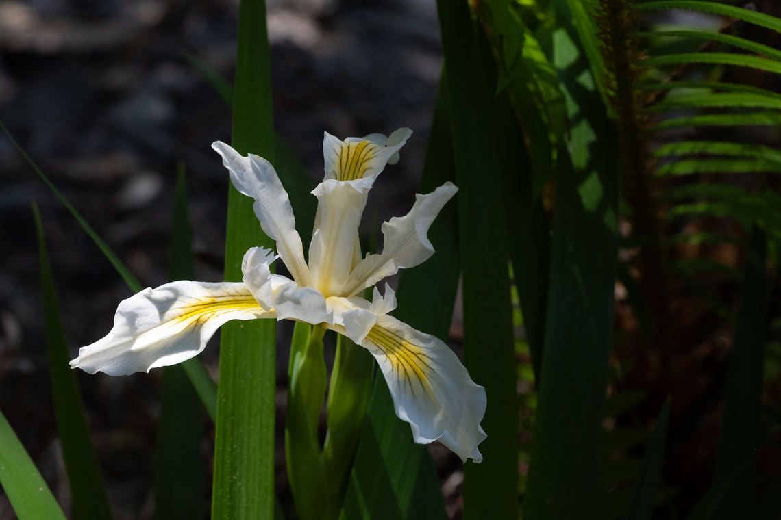 Redwoods iris  Geotagged,Iris purdyi,Spring,United States