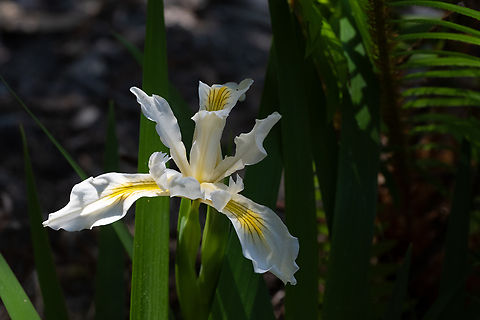 Iris purdyi