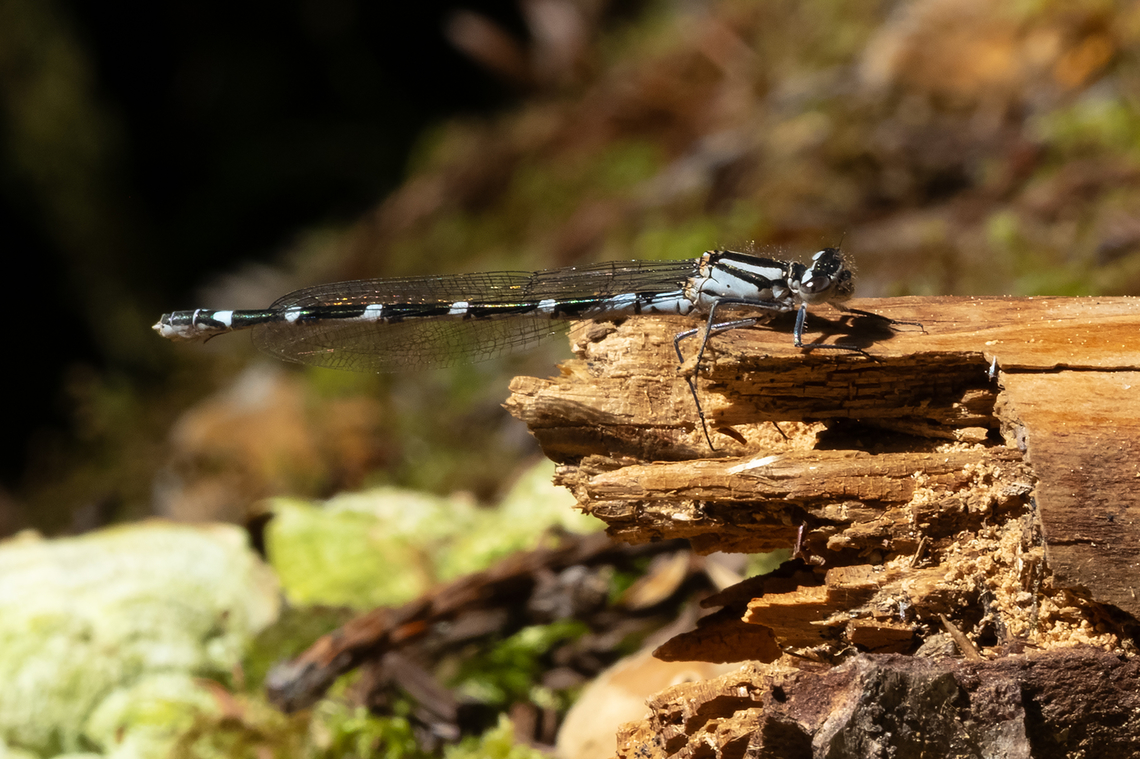 boreal bluet female  Boreal bluet,Enallagma boreale,Geotagged,Spring,United States