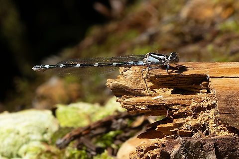 boreal bluet female  Boreal bluet,Enallagma boreale,Geotagged,Spring,United States