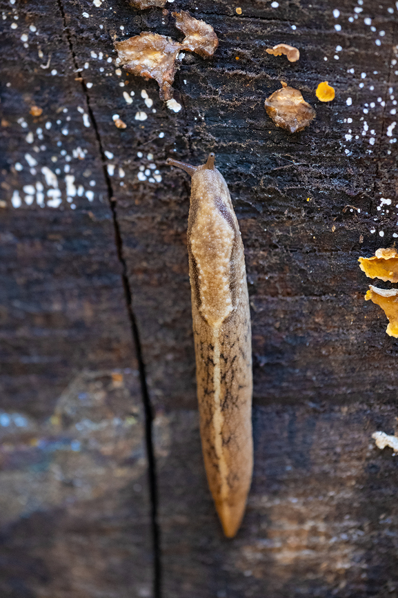 reticulate taildropper  Geotagged,Prophysaon andersoni,Reticulate Taildropper,Spring,United States