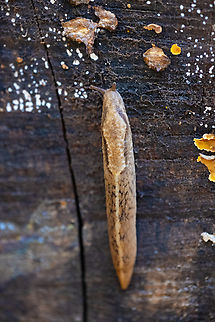 reticulate taildropper  Geotagged,Prophysaon andersoni,Reticulate Taildropper,Spring,United States