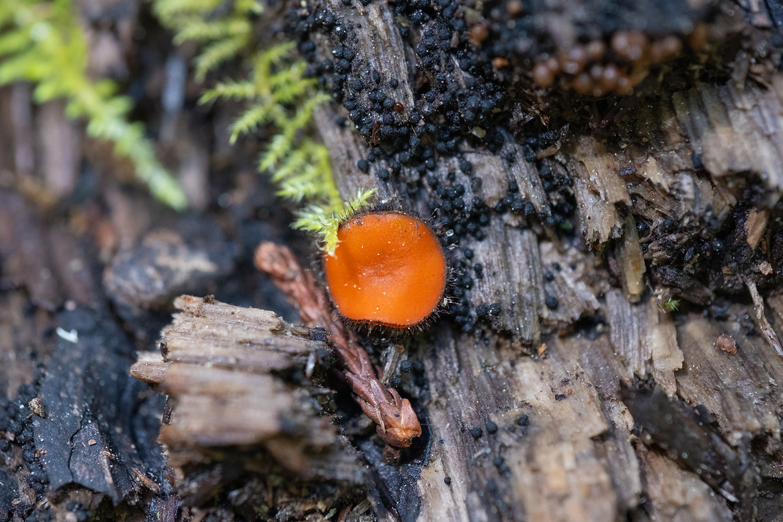 eyelash cup fungus  Eyelash cup,Geotagged,Scutellinia scutellata,Spring,United States