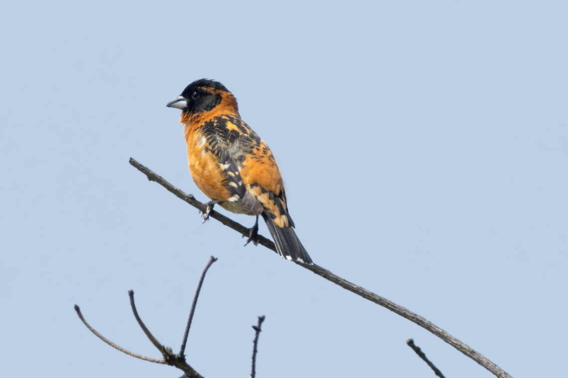 black-headed grosbeak  Black-headed Grosbeak,Geotagged,Pheucticus melanocephalus,Spring,United States