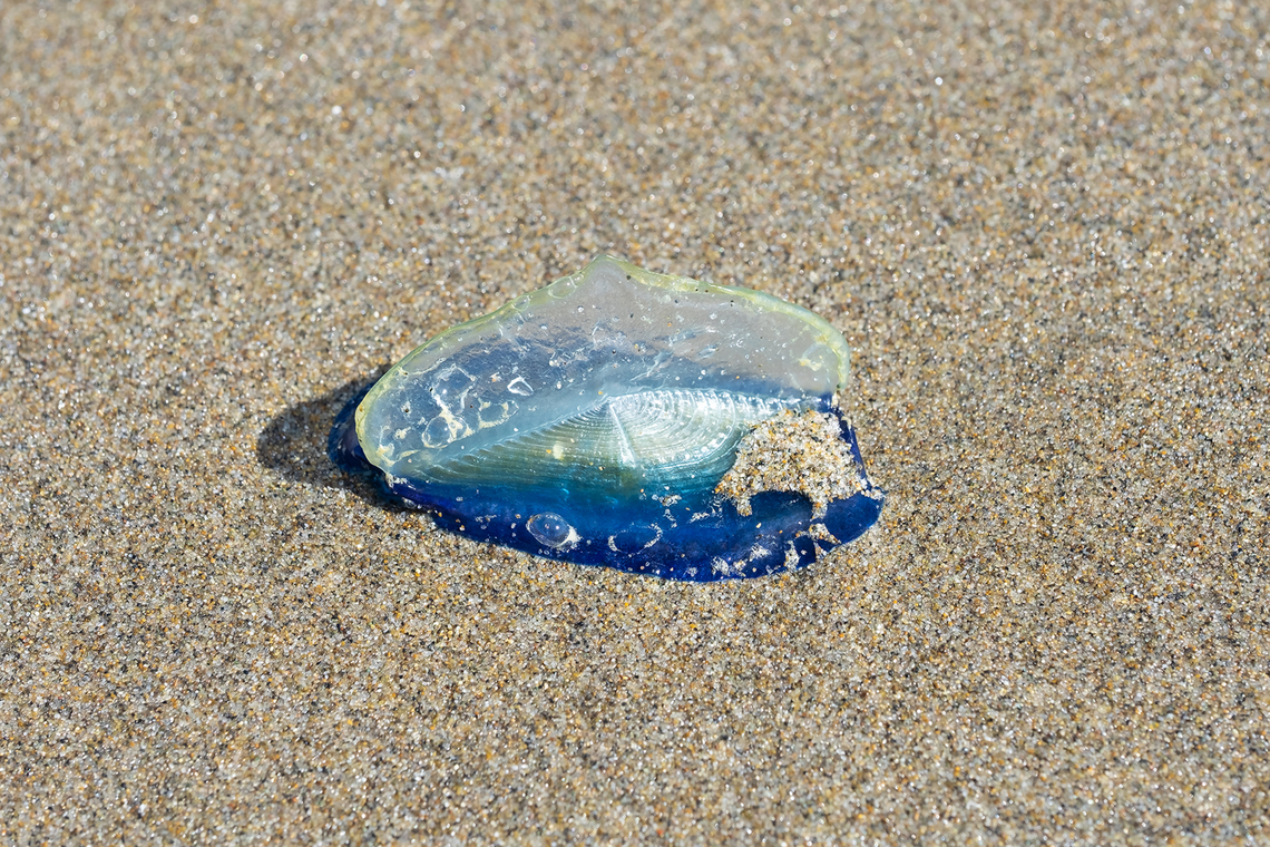by the wind sailor  Geotagged,Spring,United States,Velella velella