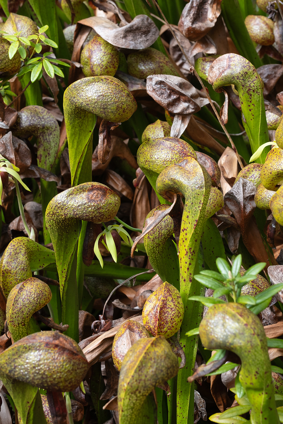 California pitcher plant A tiny state park protects this rare carnivorous plant. It is uncommon in the wild... but also relatively easily cultivated, so technically in no danger of disappearing.  California pitcher plant,Darlingtonia californica,Geotagged,Spring,United States