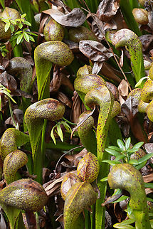 California pitcher plant A tiny state park protects this rare carnivorous plant. It is uncommon in the wild... but also relatively easily cultivated, so technically in no danger of disappearing.  California pitcher plant,Darlingtonia californica,Geotagged,Spring,United States
