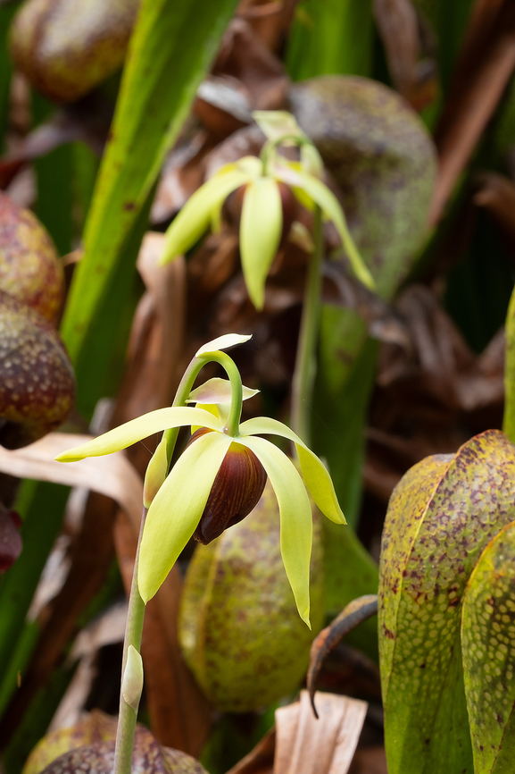 blossom of the California pitcher plant  California pitcher plant,Darlingtonia californica,Geotagged,Spring,United States