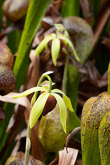 blossom of the California pitcher plant  California pitcher plant,Darlingtonia californica,Geotagged,Spring,United States
